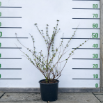 Abélia veľkokvetá (Abelia grandiflora) ´EDWARD GOUCHER´ - výška 40-60 cm, kont. C3L